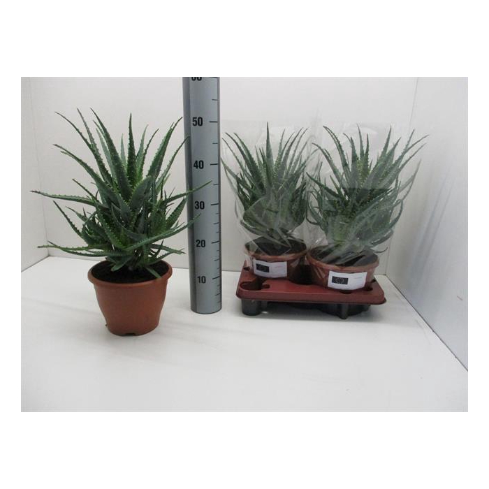<h4>Aloe Arborescens (Cites) 20Ø 47cm</h4>