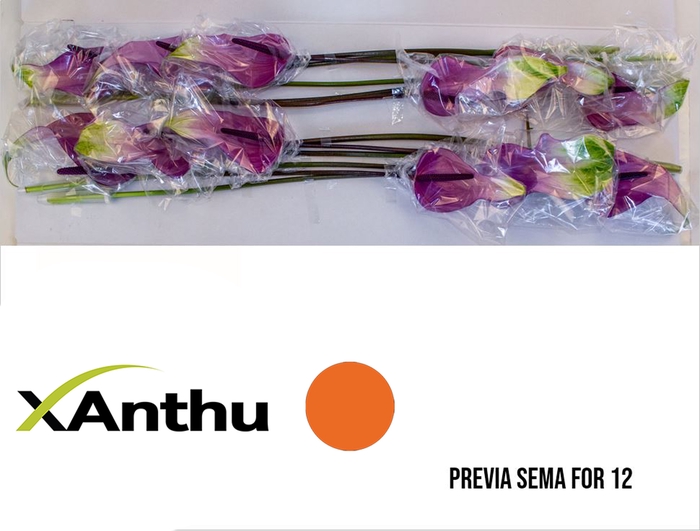 <h4>ANTH A PREVIA</h4>