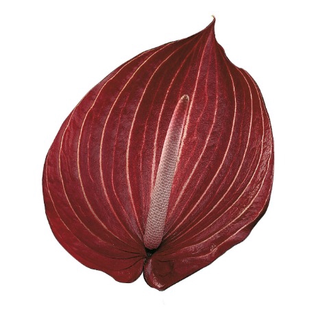 <h4>Anthurium safari</h4>