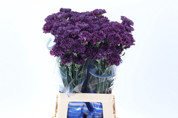 <h4>Di St Cobalt Thrill/extasis</h4>