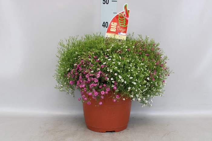 <h4>Gypsophila Muralis 'gypsy'</h4>