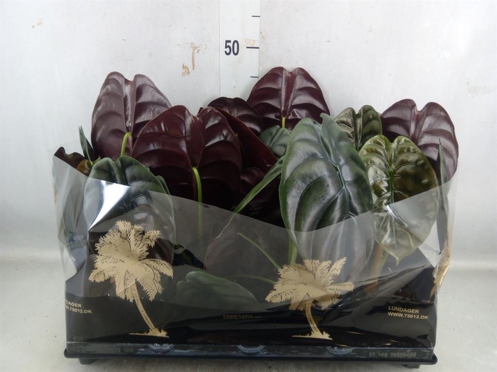 <h4>Alocasia   ...</h4>