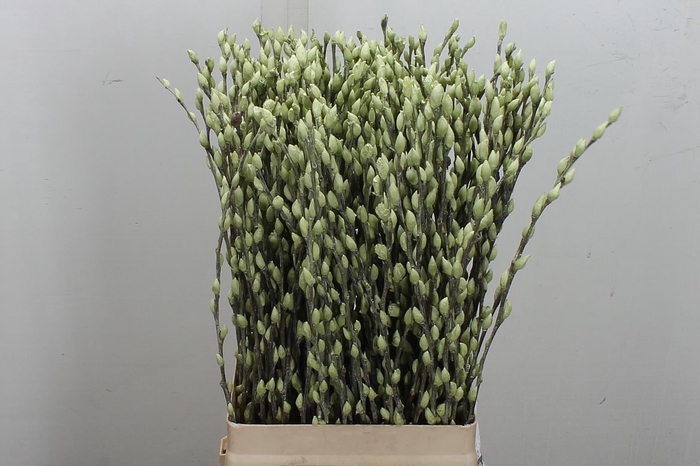 <h4>Salix Katje Groen X50</h4>