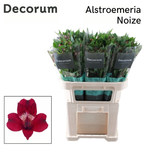 <h4>ALSTR NOIZE Decorum</h4>