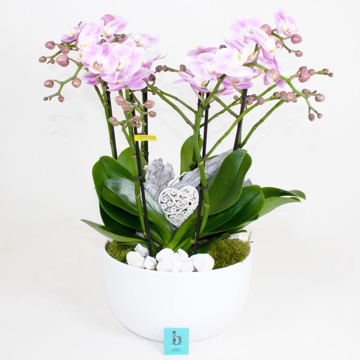 <h4>Arr. Phalaenopsis H%</h4>