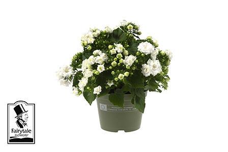 <h4>CAMPANULA-HYBRID WHITE LIKE MEE P10.5</h4>
