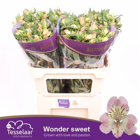 <h4>Alstr Wonder Sweet 80gr</h4>