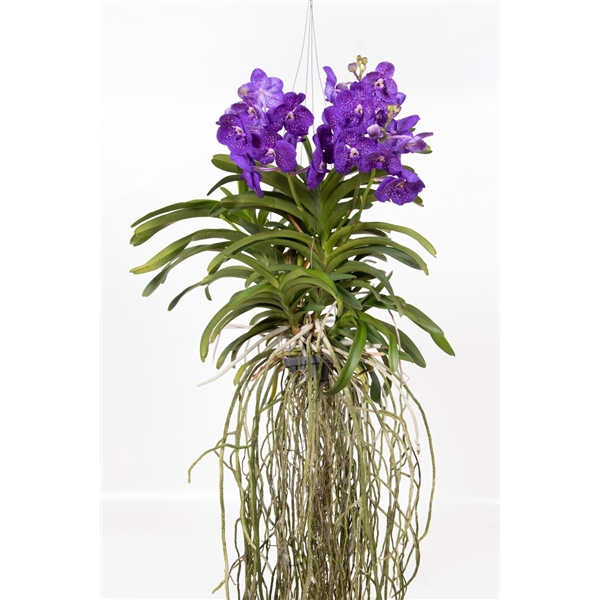 <h4>Vanda Tweed Blue Motherplant XL</h4>