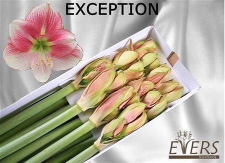 <h4>Hipp Ga Exception</h4>