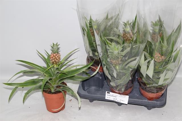 <h4>ANANAS MI AMIGO</h4>