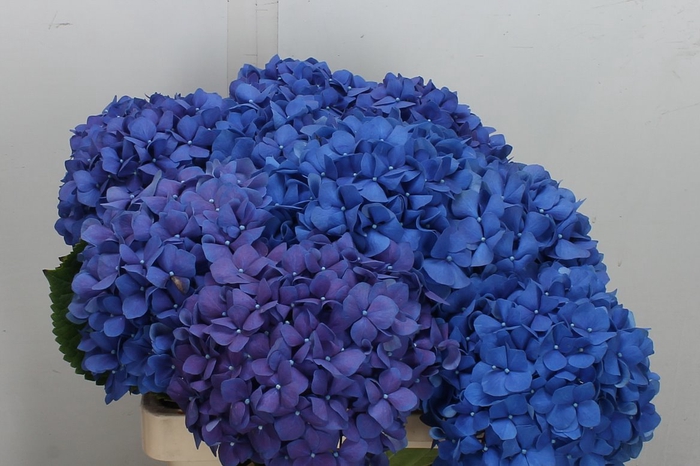 <h4>Hydr M Pimpernel Blauw 60cm</h4>