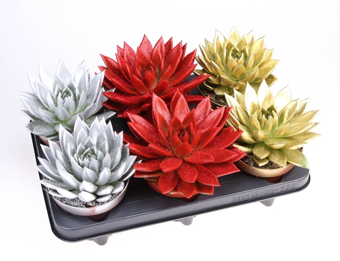 <h4>Echeveria  'Miranda'</h4>