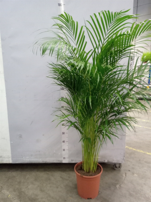 <h4>Dypsis Lutescens ...chrysalidoca</h4>