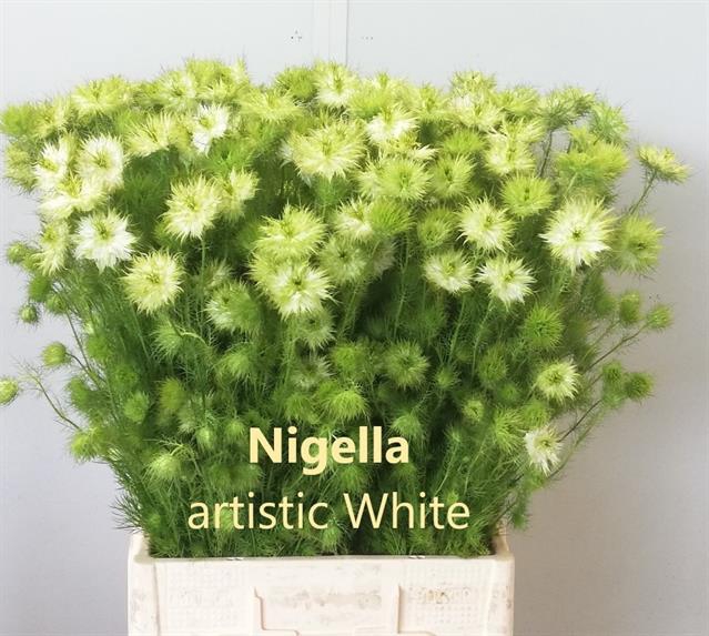 <h4>Nigella artist white (per bunch)</h4>