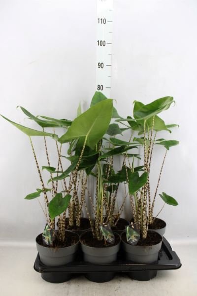 <h4>Alocasia zebrina</h4>