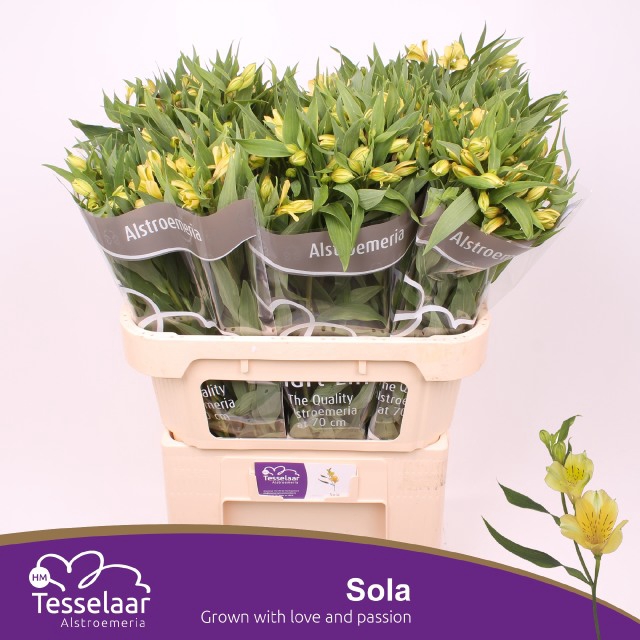 <h4>ALST FL SOLA</h4>