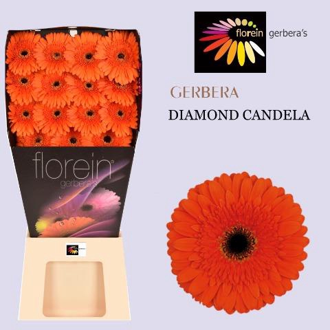 <h4>Gerbera diamond candela</h4>