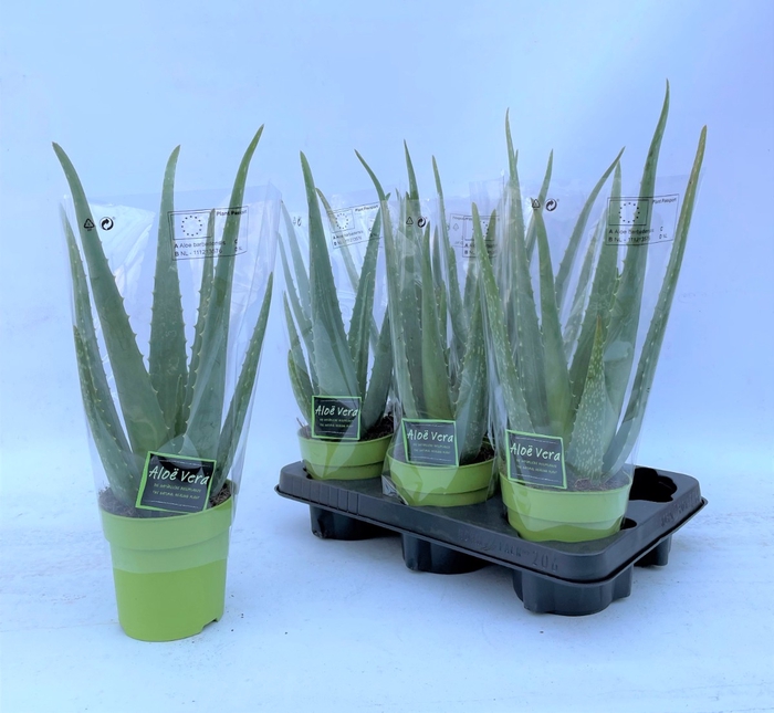 <h4>ALOE VERA</h4>