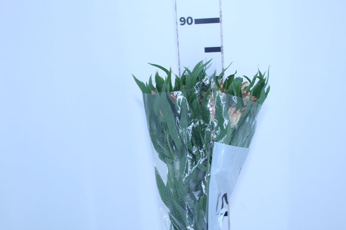 <h4>ALSTROEMERIA CANYON 080 CM</h4>