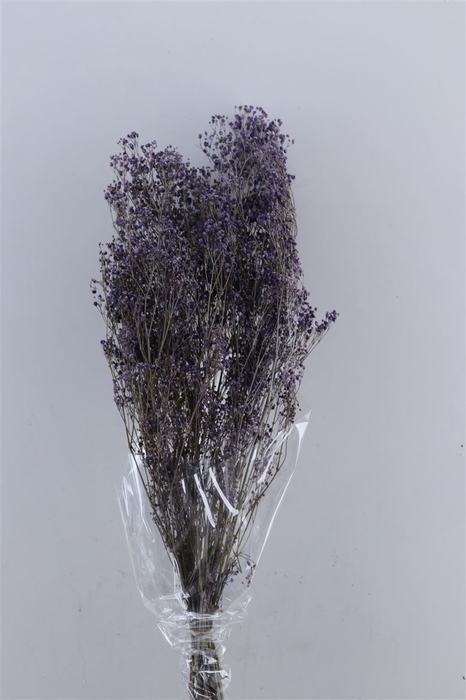 <h4>Pres Gypsophila Dusty Purple Bunch</h4>