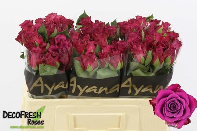 <h4>Rosa la ascot</h4>