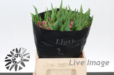<h4>Tulipa fr katie melua</h4>