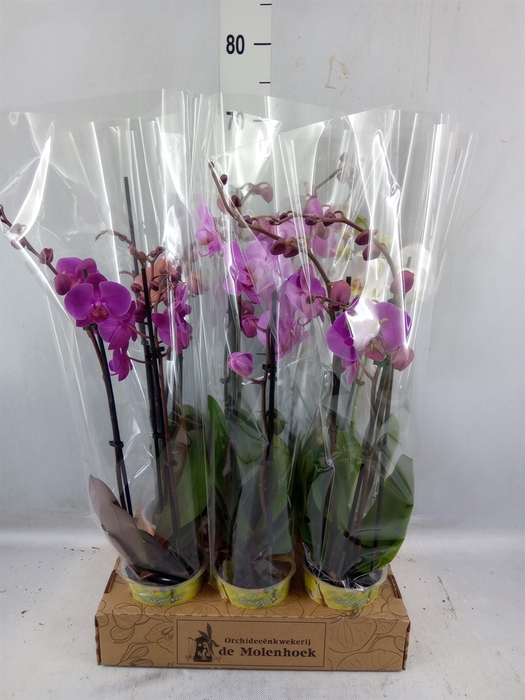 <h4>Phalaenopsis ...mix 4</h4>