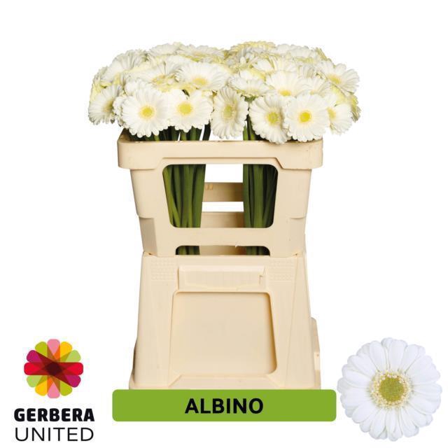 <h4>Germini albino</h4>