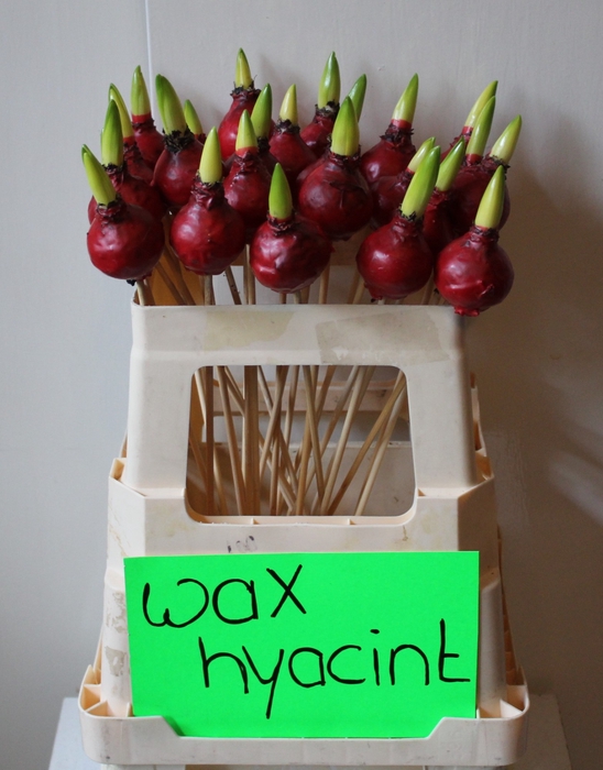 <h4>BLOEMBOL HYACINT OV</h4>
