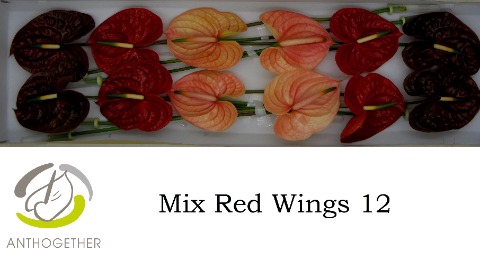 <h4>Anthurium mix red</h4>