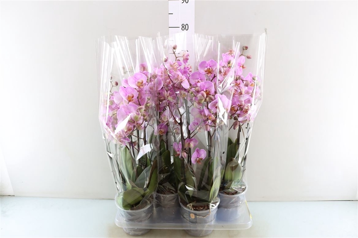 <h4>Phal Marvellous Pink Special 4 Tak</h4>