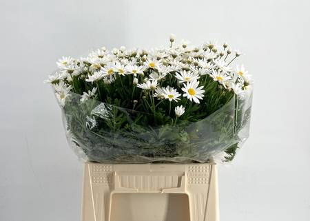 <h4>Leucanthemum vulgare</h4>