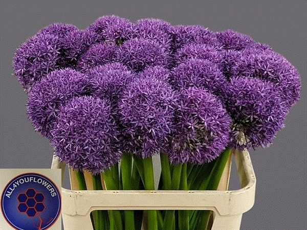 <h4>ALLIUM GLOBEMASTER</h4>