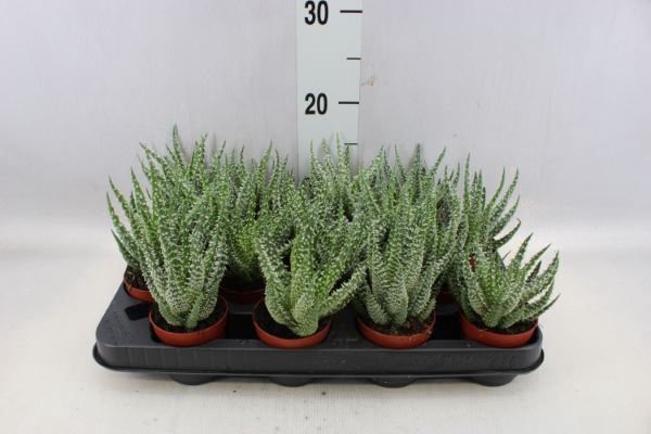 <h4>Aloe humilis</h4>