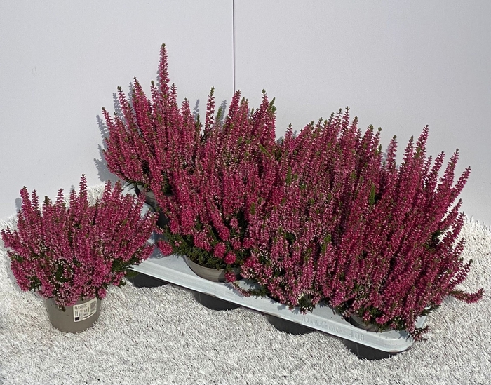 <h4>Calluna vulg. Beauty Ladies Selly</h4>