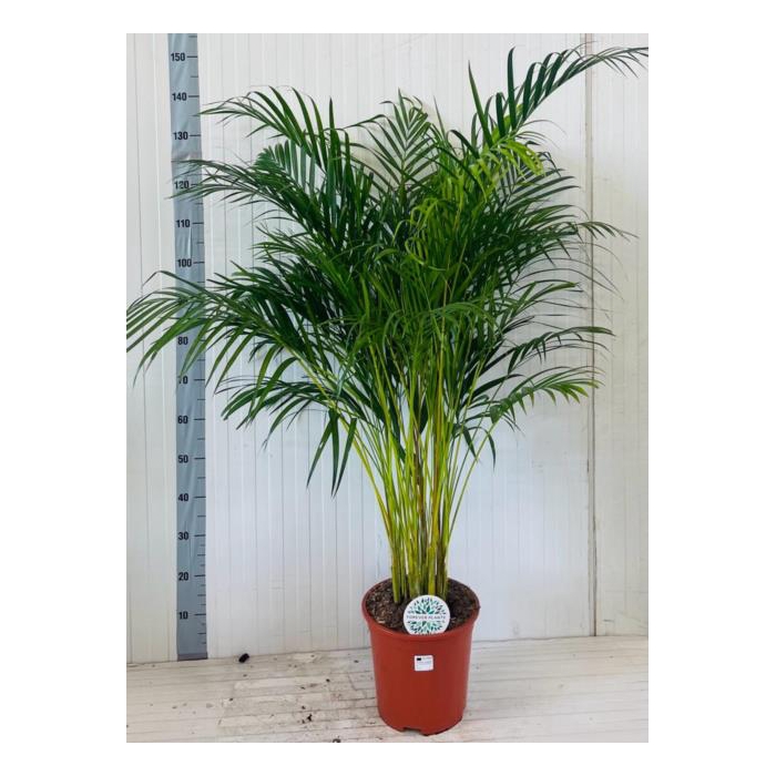<h4>Areca lutescens 27Ø 160cm 25pp</h4>