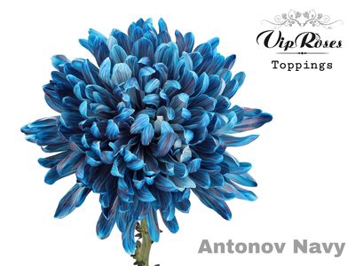 <h4>Chrys bl paint antonov navy</h4>