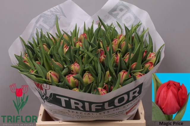 <h4>Tulipa do magic price</h4>
