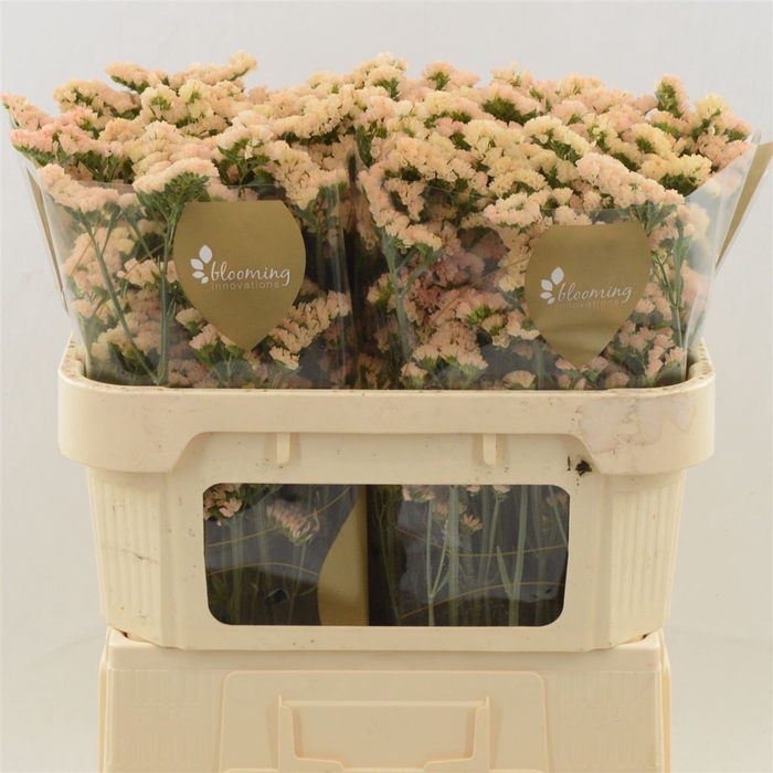 <h4>Statice Sinuet Honey Apricot</h4>