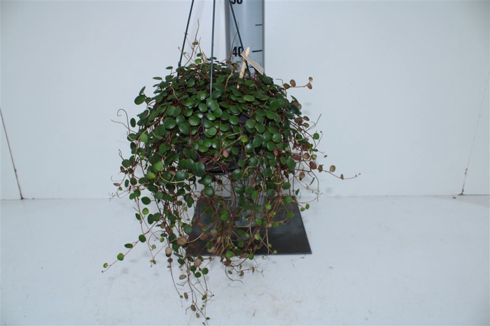 <h4>Peperomia 'pepperspot' Hang</h4>