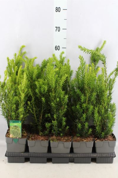 <h4>Taxus Media 'hillii'</h4>