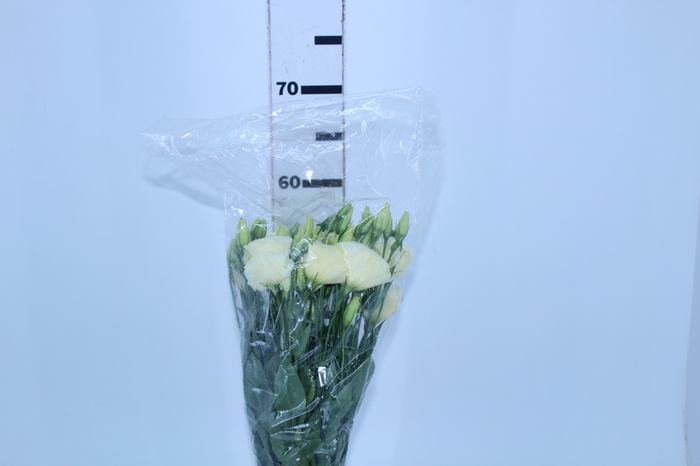 <h4>LISIANTHUS CHAMPAGNE/CREME 070 CM MIN 500 GRAMAS</h4>