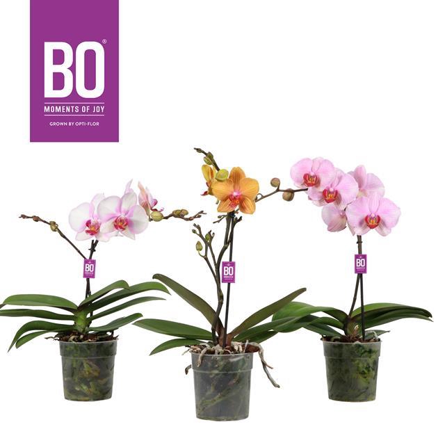 <h4>PHAL OPTI DIVA MIX 1 TAK</h4>