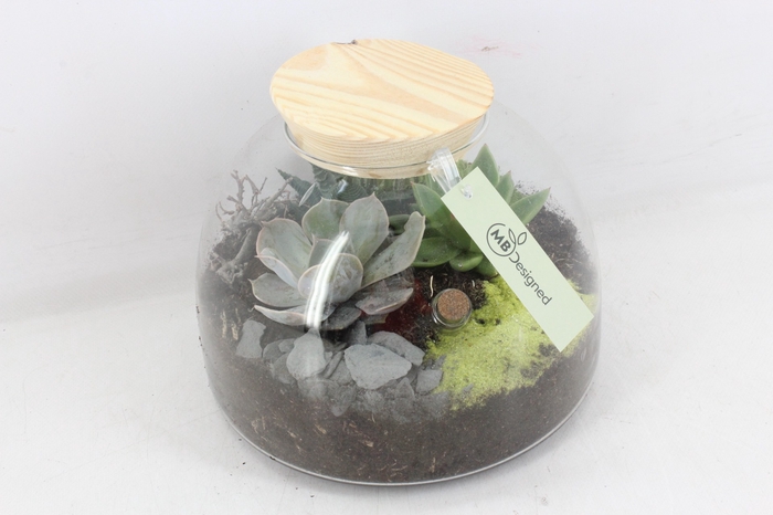 <h4>arr2 Eche. MB19 - Glas cupola 402/2</h4>