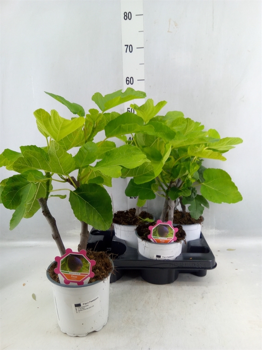 <h4>Ficus Carica</h4>