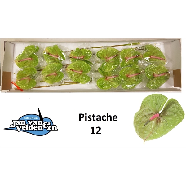 <h4>Pistache 12</h4>