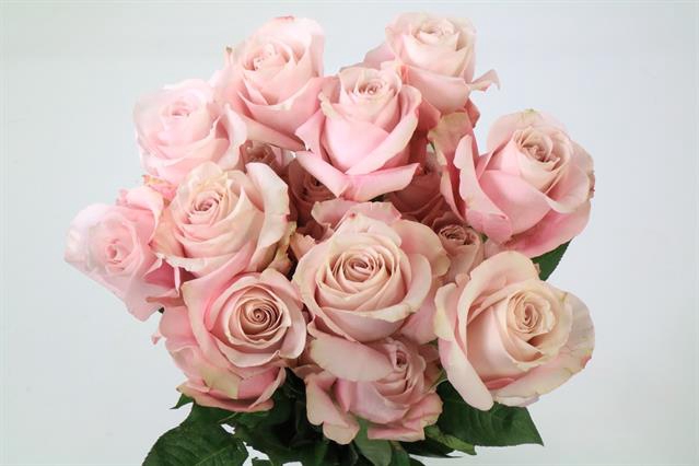 <h4>Rosa ec secret garden</h4>