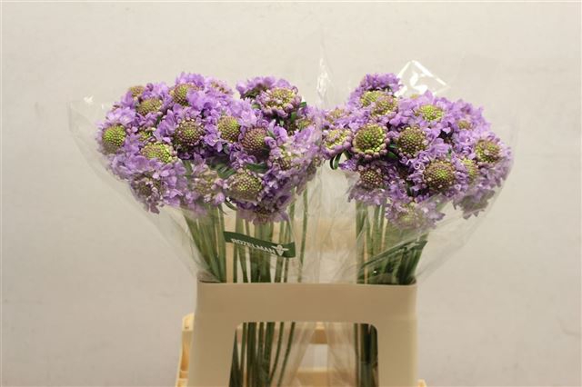 <h4>Scabiosa focal scoop lavender</h4>