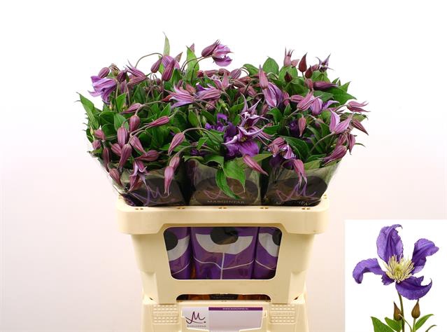 <h4>Clematis pirouette</h4>