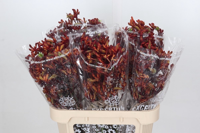 <h4>Anigozanthos Early Spring</h4>